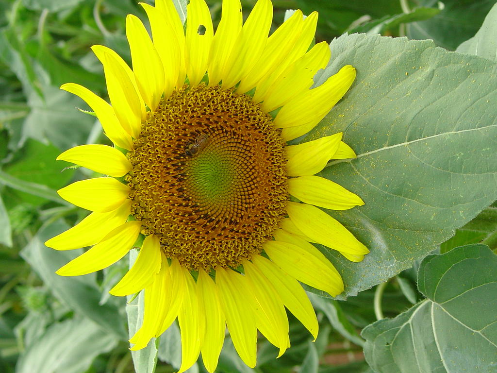 Sunflowersjuly2006_017